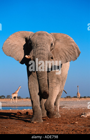 Afrikanischer Elefant Loxodonta Africana In aggressiven Haltung Etosha N P Namibia Stockfoto