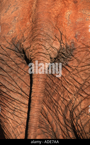 Afrikanischer Elefant Loxodonta Africana Elefanten Schweif Afrika Stockfoto