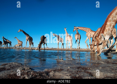 Südlichen Giraffe Giraffa Plancius Subspp trinken am Wasserloch Etosha N P Namibia Stockfoto