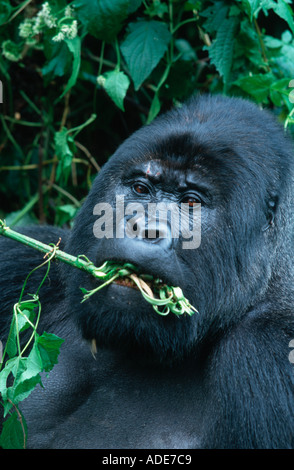 Mountain Gorilla Gorilla Gorilla Beringei Stem Peeling ist ein beliebter Fütterung Technik Vertrieb Ruanda Uganda DRC Stockfoto