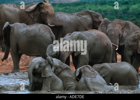 Afrikanischer Elefant Loxodonta Africana mit ein Schlammbad Addo Elephant National Park in Südafrika Stockfoto