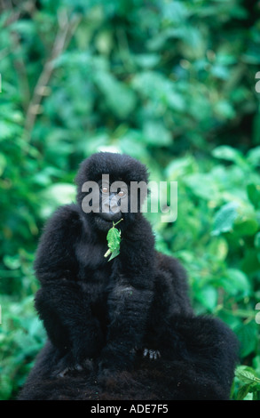 Mountain Gorilla Gorilla Gorilla Beringei reitet Youngster auf Mutter s hinten P N des Vulkane Ruanda Uganda DRC Stockfoto