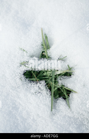 Grass, das durch Riss im Schnee Stockfoto