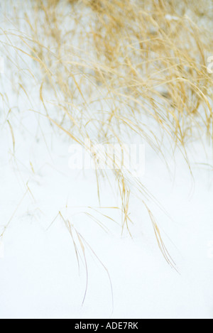 Langen Rasen im Schnee Stockfoto