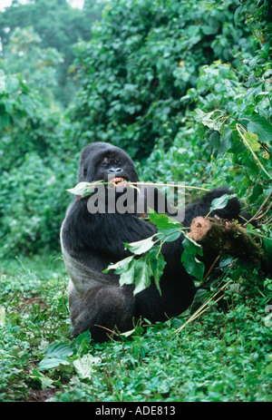 Mountain Gorilla Gorilla Gorilla Beringei Stem Peeling ist ein beliebter Fütterung Technik Vertrieb Ruanda Uganda DRC Stockfoto