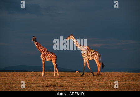 Maasai Giraffe Giraffa Plancius Subspp auf Mara Plains Masai Mara G R Kenia Stockfoto