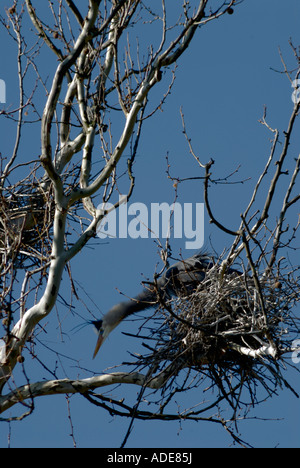 Great Blue Heron nisten in Baum Cuyahoga Falls, Ohio Stockfoto