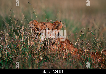 Löwe Panthera Leo Stalking Beute Masai Mara National Reserve Kenya Stockfoto