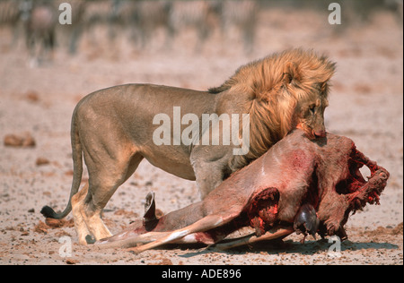 Löwe Panthera Leo Männchen zieht Beute zur Deckung der Etosha Nationalpark Namibia Stockfoto