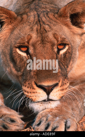 Löwe Panthera Leo Porträt des weiblichen Afrika Stockfoto