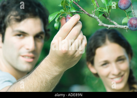 Paar, Mann-Kommissionierung-Pflaume vom Baum Stockfoto