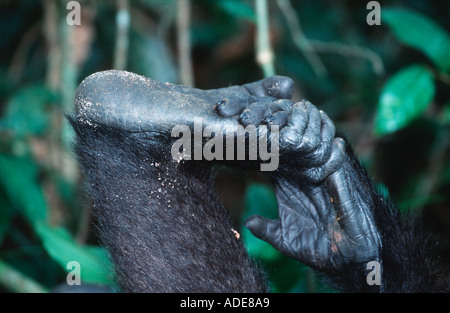 Flachlandgorilla Gorilla Gorilla Gorilla Nahaufnahme von Gorilla hand und Fuß bedrohte Arten Zentralafrika Stockfoto