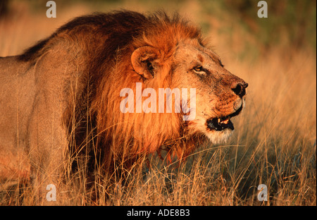 Löwe Panthera Leo männlichen brüllenden kommunizieren und Verkündigung Gebiet Botswana Chobe-Nationalpark Stockfoto