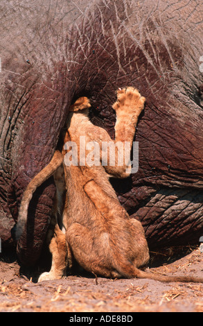 Löwe Panthera Leo Cub Fütterung in Körperhöhle Elefanten Botswana Chobe-Nationalpark Stockfoto