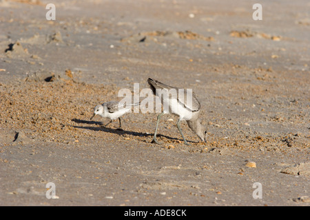 Küstenvögel, die auf der Suche nach einer Mahlzeit am North Beach in der Nähe von St. Augustine, Florida am Atlantischen Ozean Stockfoto