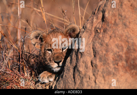 Löwe Panthera Leo zwei Monate altes Jungtier Herumspielen Termite Mound Afrika Stockfoto