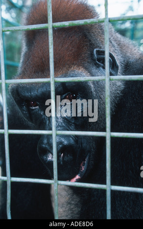 Western Lowland Gorilla erwachsenen männlichen Gorilla in temporären Gehäuse Projet Schutz des Gorilles Gabun Kongo Stockfoto