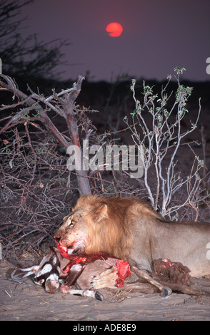 Löwe Panthera Leo Männchen ernähren sich von töten Etosha N P Namibia Afrika Stockfoto