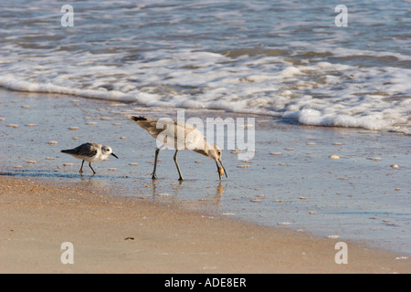 Küstenvögel, die auf der Suche nach einer Mahlzeit am North Beach in der Nähe von St. Augustine, Florida am Atlantischen Ozean Stockfoto