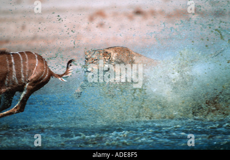 Löwe Panthera Leo Löwin Angriff auf Tötung Kudu Etosha N P Namibia Sub-Sahara-Afrika Stockfoto