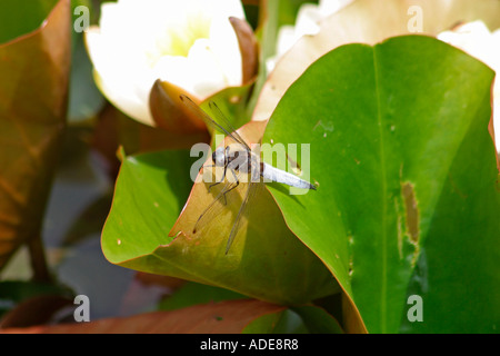 Plattbauch (Libellula depressa) auf seerose Blatt Stockfoto