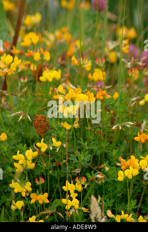 Büschel der Vögel Foot Trefoil (Lotus corniculatus) in Blume Stockfoto