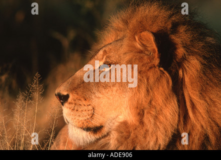 Löwe Panthera Leo Porträt der männlichen Sub-Sahara-Afrika Stockfoto