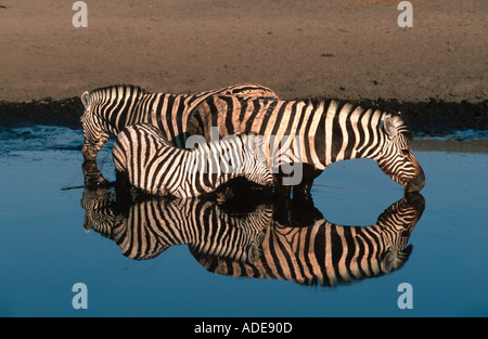 Burchell s Zebra Equus Burchelli trinken am Wasserloch Etosha N P Namibia Stockfoto