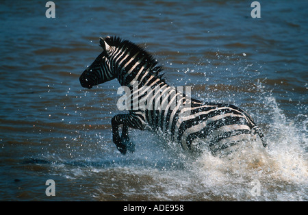 Burchells Zebra Equus Burchelli durch Masai Fluss Migration Masaai Mara G R Kenia Stockfoto