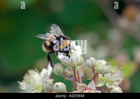 Hummel auf einer Blackberry-Blume Stockfoto