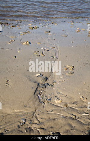 Gezeiten-Wasser des Flusses Tolomato bildet Rinnsale in der sandigen Küste Stockfoto