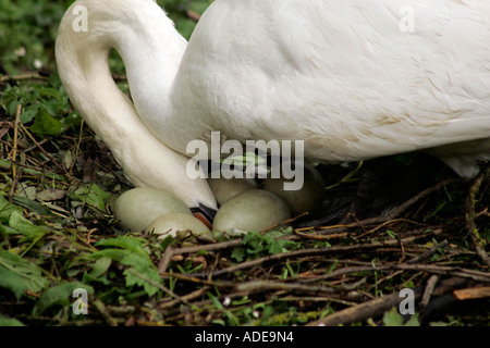 Stummes Schwan (Cygnus olor), das ihre Eier im Gelege überprüft Stockfoto