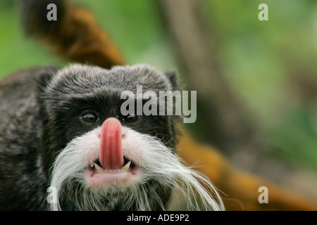 Kaiser Tamarin Affen (Saguinus imperator) heraus, während seine Zunge direkt in die Kamera schaut Stockfoto