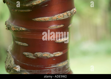 Rinde der tibetischen Kirschbaum (Prunus Serrula) Stockfoto