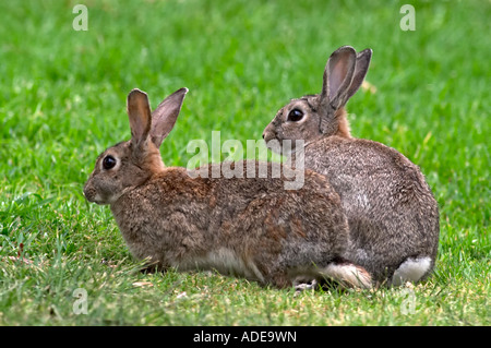 Zwei europäische wilde Kaninchen Oryctolagus cuniculus Stockfoto