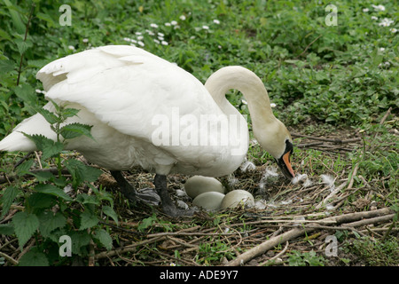 Nach weiblichen Höckerschwan (Cygnus olor) auf ihrem Nest Die Eier prüfen Stockfoto