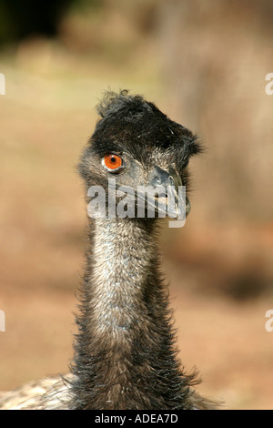 Emu Australia Dromaius novaehollandiae Stockfoto