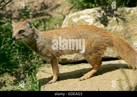 Yellow mongoose (Cynictis penicillata) steht auf Rock Stockfoto