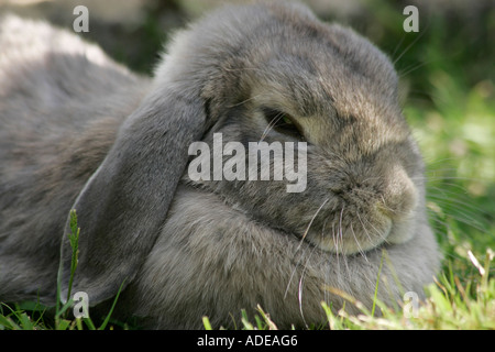 Nahaufnahme eines riesigen französischen Lop Kaninchen liegen auf Gras Stockfoto