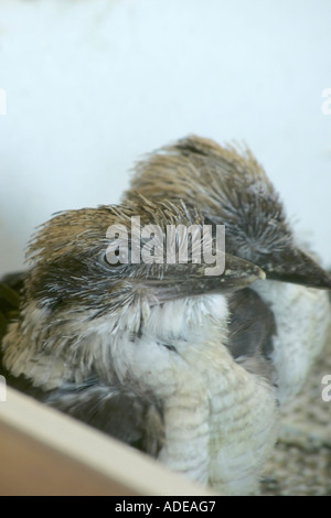 Junge Kookaburra Küken (Dacelo novaeguineae) gehalten wird warm in einem Inkubator Stockfoto