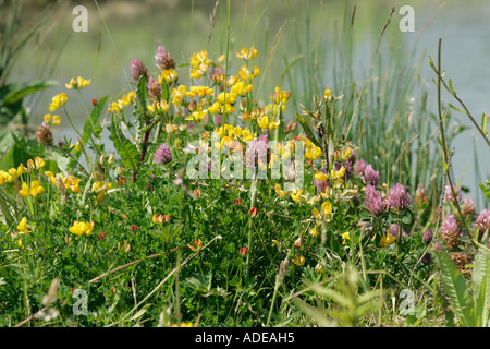 Büschel der Vögel Foot Trefoil (Lotus corniculatus) in Blume Stockfoto