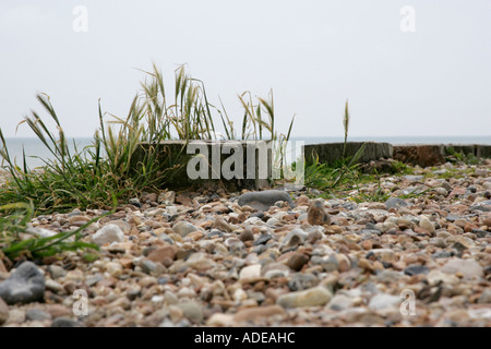 Kies und Pflanzen auf Strand von Worthing, West Sussex, England, Großbritannien Stockfoto