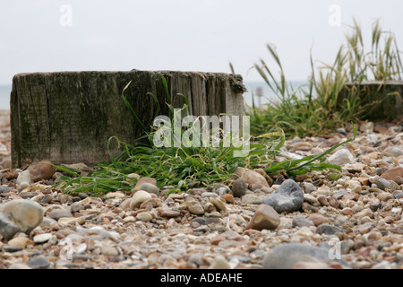 Kies und Pflanzen auf Strand von Worthing, West Sussex, England, Großbritannien Stockfoto