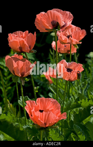 Orientalische Mohn Frau Perry (Papaver Orientalis) Stockfoto