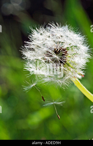 Löwenzahn-Uhr Stockfoto