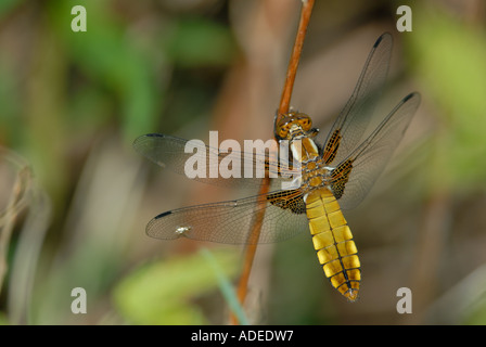 Breit-Bodiad Chaser (Libellula Depressa) Stockfoto