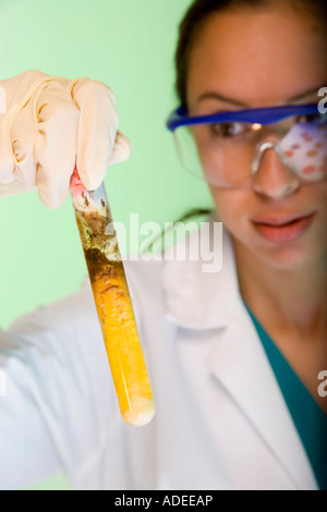 Wissenschaftler testen Mais. Gentechnisch veränderter Mais in Testtube. Stockfoto