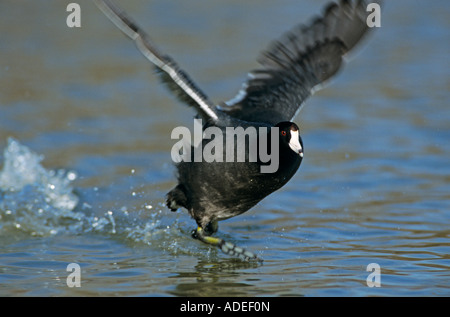 Amerikanisches Blässhuhn Fulica Americana Erwachsenen laufen auf dem Wasser San Antonio Texas USA November 2003 Stockfoto