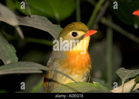 Pekin Robin Stockfoto