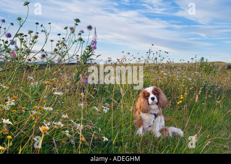 'Cavalier King Charles' setzte zwischen Wildblumen Stockfoto